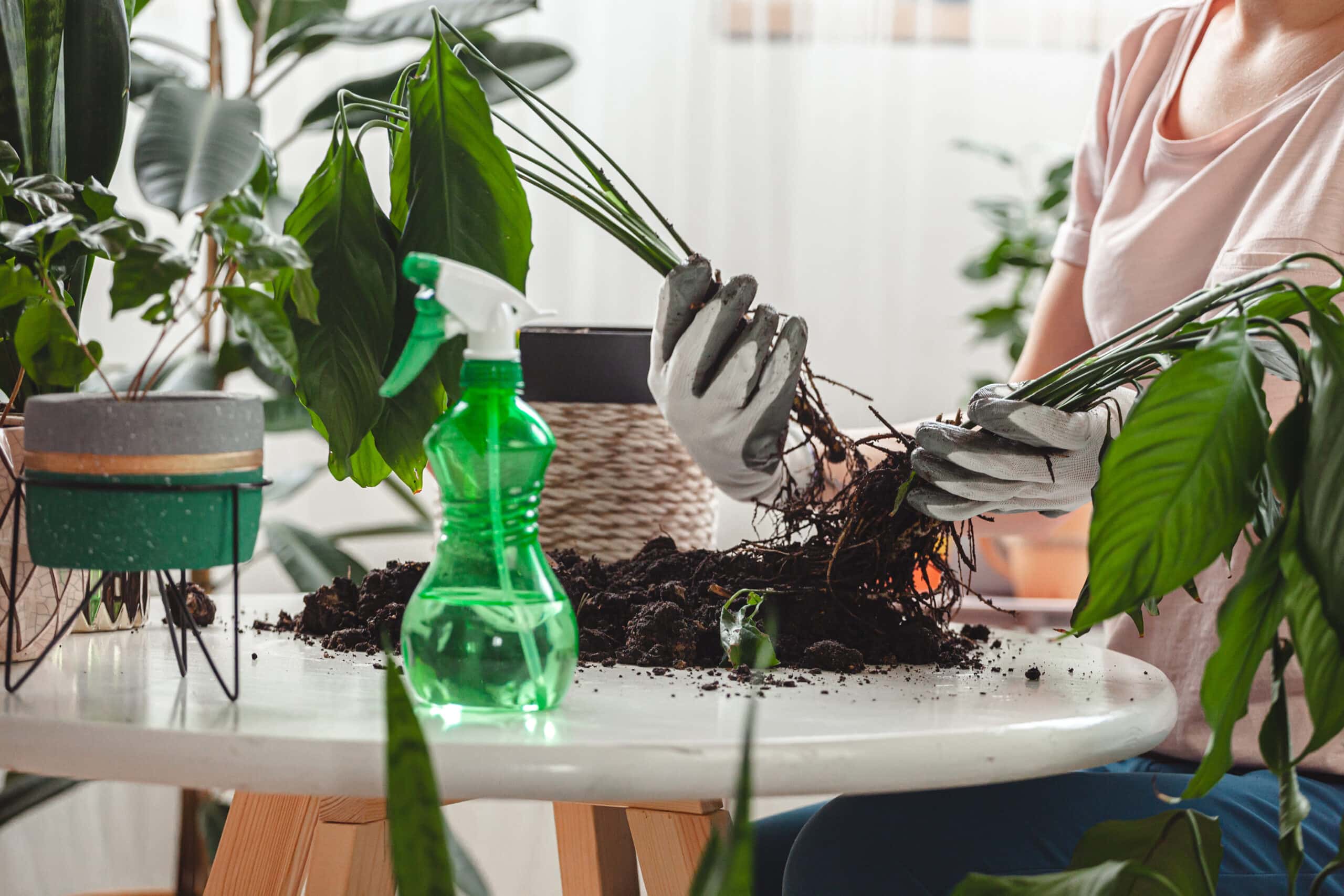 Plant transplant, woman care houseplant and transplant houseplant into a pot